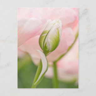 Carte Postale Gros plan sur tulipe et bourgeon