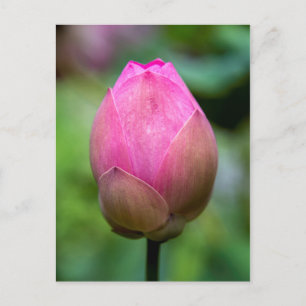 Carte Postale Gros plan sur un bouton de fleur de lotus, Bali