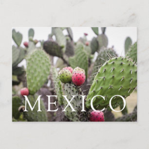 Carte Postale Gros plan sur un cactus figuier de barbarie