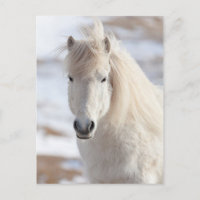 Gros plan sur un cheval islandais blanc