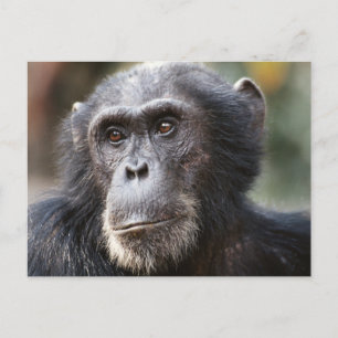 Carte Postale Gros plan sur un chimpanzé mâle