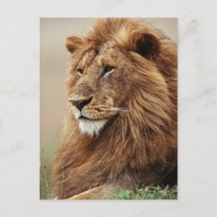 Carte Postale Gros plan sur un lion mâle