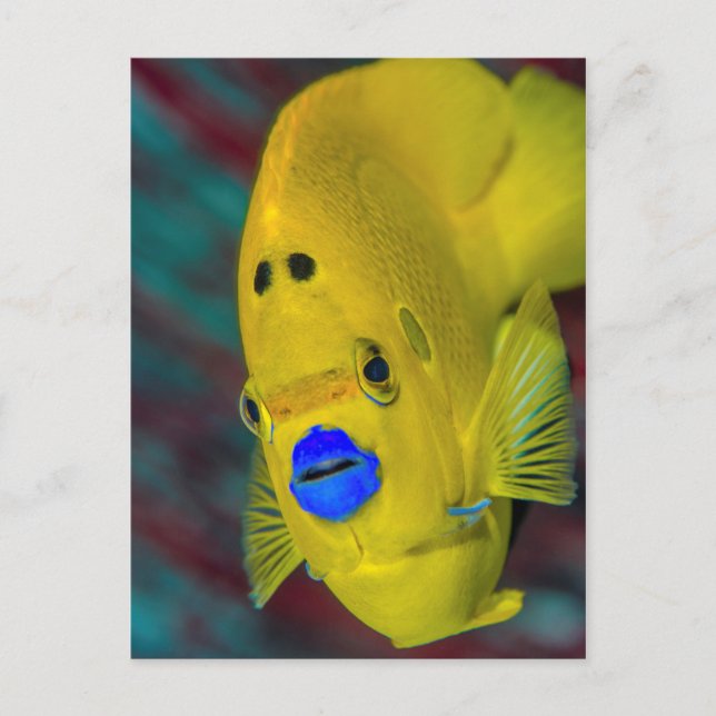 Carte Postale Gros plan sur un poisson-ange (Devant)
