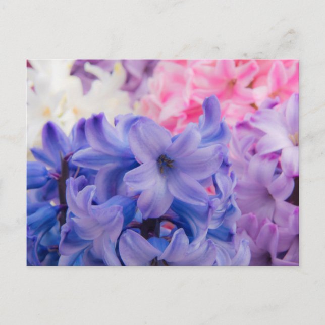 Carte Postale Gros plan sur une plante de jacinthe (Devant)