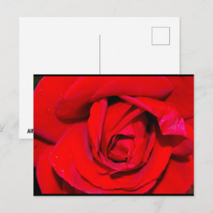 Carte Postale Gros plan sur une rose rouge
