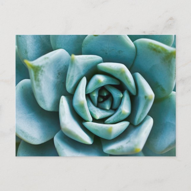Carte Postale Gros plan sur une succulente (Devant)