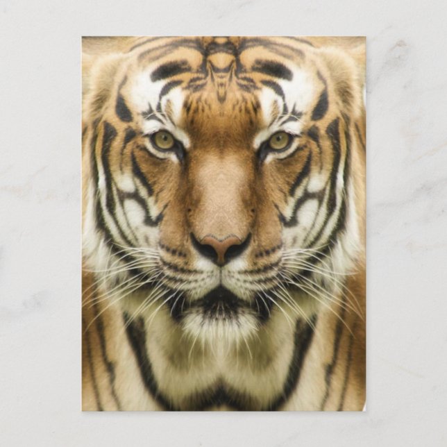 Carte postale Gros plan tigre (Devant)