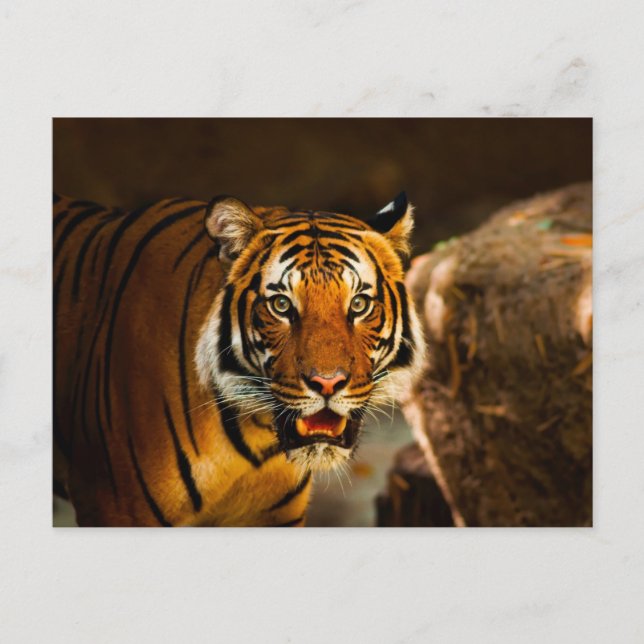 Carte Postale Gros plan Tigre Vibrant (Devant)