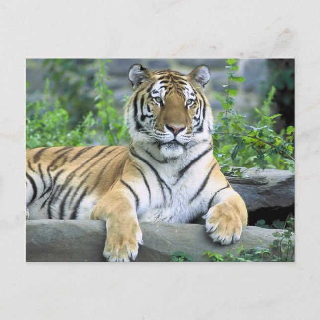 Carte Postale Gros plan Tigre Vibrant (Devant)