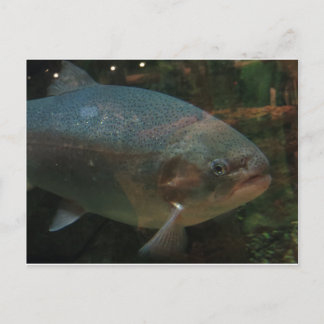 Carte Postale Gros poisson