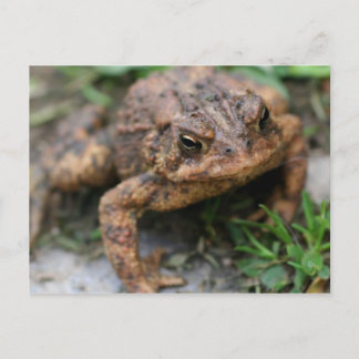 Carte Postale Gros Visage Nature
