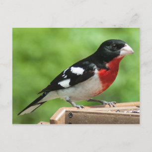Carte Postale Grosbeak à poitrine rose