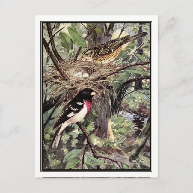 Carte Postale Grosbeak à poitrine rose - Robert Bruce Horsfall (Devant)