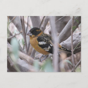 Carte postale Grosbeak à tête noire