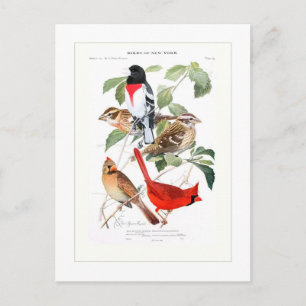 Carte Postale Grosbeak et Cardinal