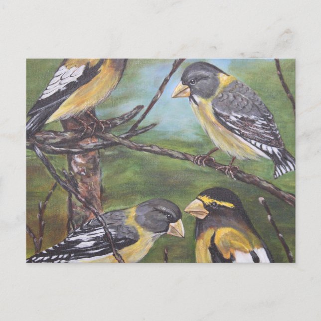 Carte Postale Grosbeaks du soir (Devant)