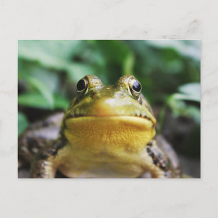 Carte Postale Groseille Grenouille Vue rapprochée
