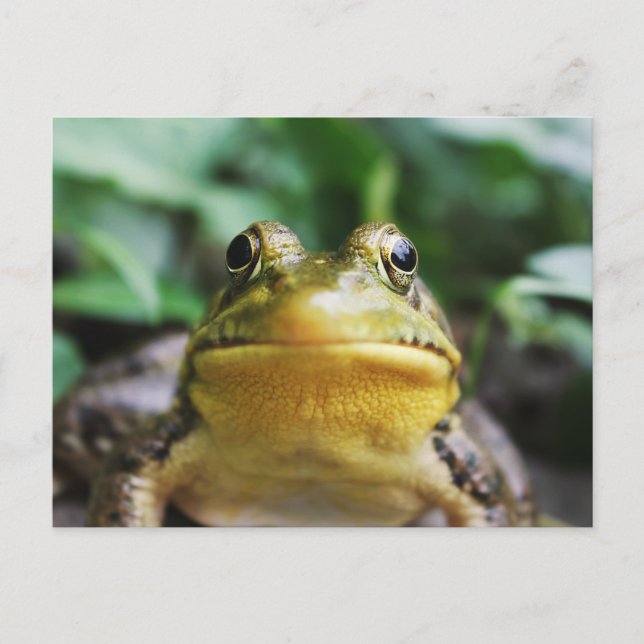 Carte Postale Groseille Grenouille Vue rapprochée (Devant)