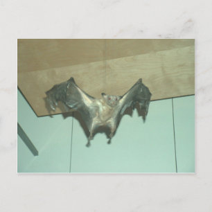 Carte Postale Grosse chauve-souris "renard volant"