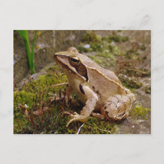Carte Postale Grosse grenouille Brown