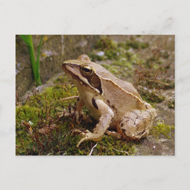 Carte Postale Grosse grenouille Brown (Devant)