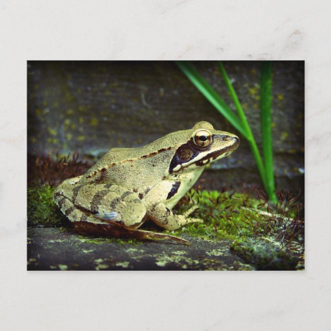Carte Postale Grosse gros plan / macro (Devant)