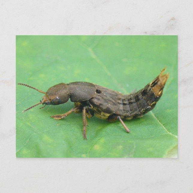 Carte Postale Ground Beetle Larva. (Devant)