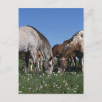 Group of Appaloosa Horses Grazing