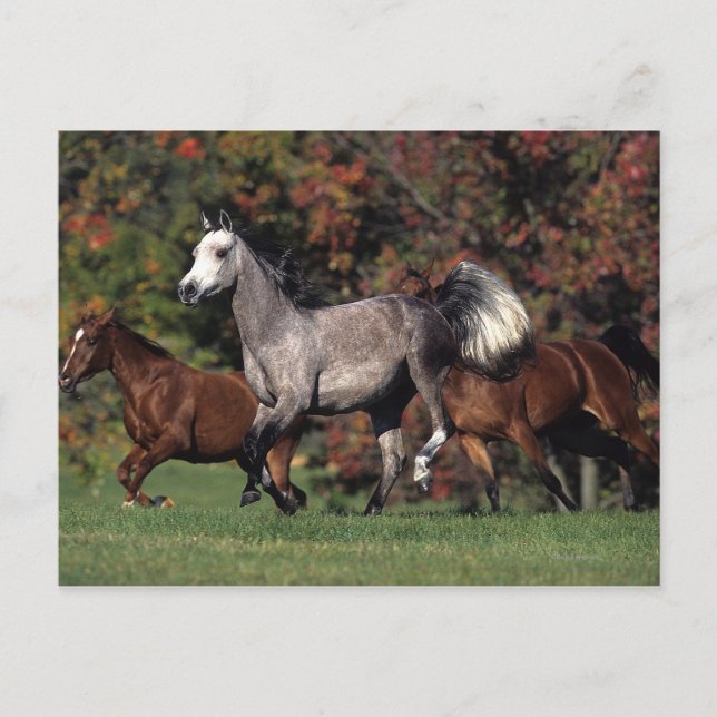 Carte Postale Group of Arab Horses Running (Devant)