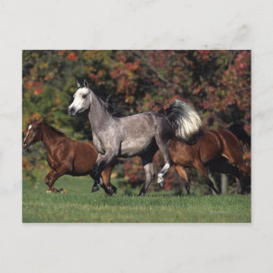 Carte Postale Group of Arab Horses Running