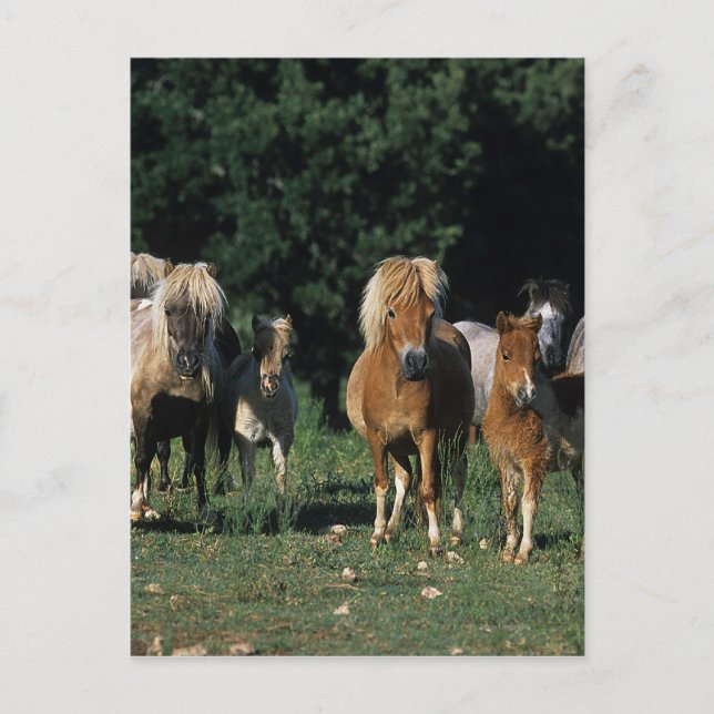 Carte Postale Group of Miniature Foals (Devant)