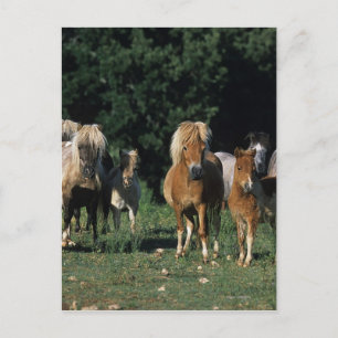 Carte Postale Group of Miniature Foals