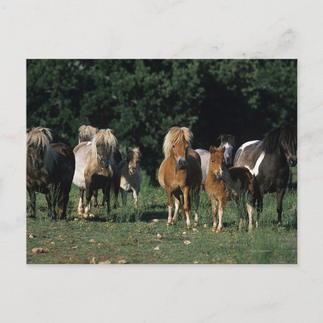 Carte Postale Group of Miniature Foals (Devant)