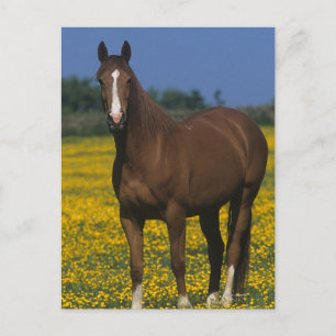 Carte Postale Group of Thoroughbred Horses
