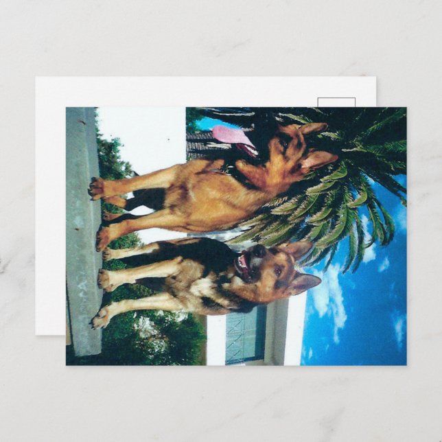 Carte Postale groupe berger allemand (Devant / Derrière)