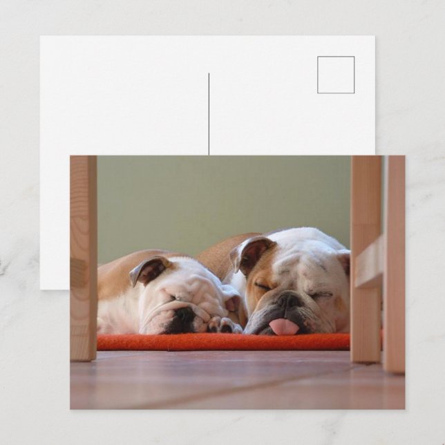 Carte Postale Groupe Bulldog endormi (Devant / Derrière)