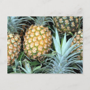 Carte Postale Groupe d'ananas tropicaux hawaïens