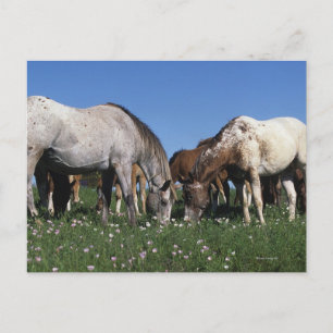 Carte Postale Groupe d'Appaloosa Horses Grazing