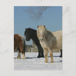 Carte Postale Groupe de Chevaux miniatures dans la neige