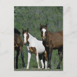 Carte Postale Groupe de Chevaux sauvages Mustang