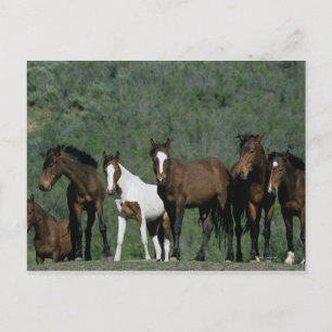 Carte Postale Groupe de Chevaux sauvages Mustang