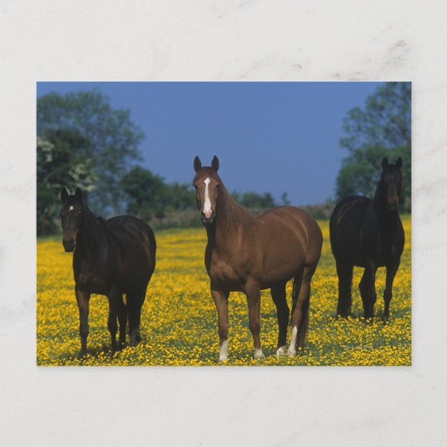 Carte Postale Groupe de chevaux Thoroughbred (Devant)