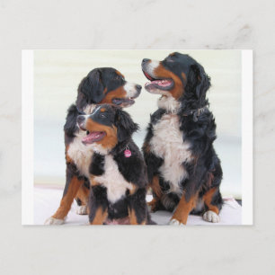 Carte Postale groupe de chiens de montagne bernais