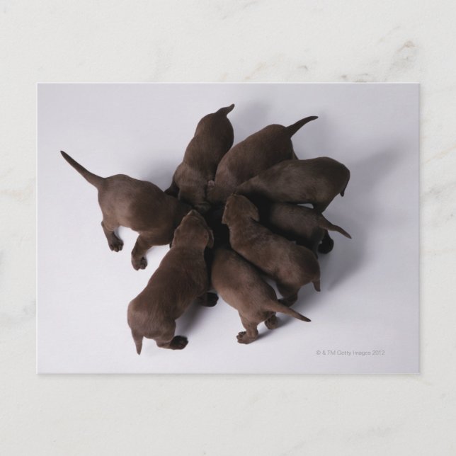 Carte Postale Groupe de chiots avec têtes ensemble (Devant)