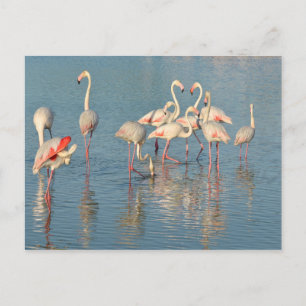 Carte Postale Groupe de flamants roses en Camargue