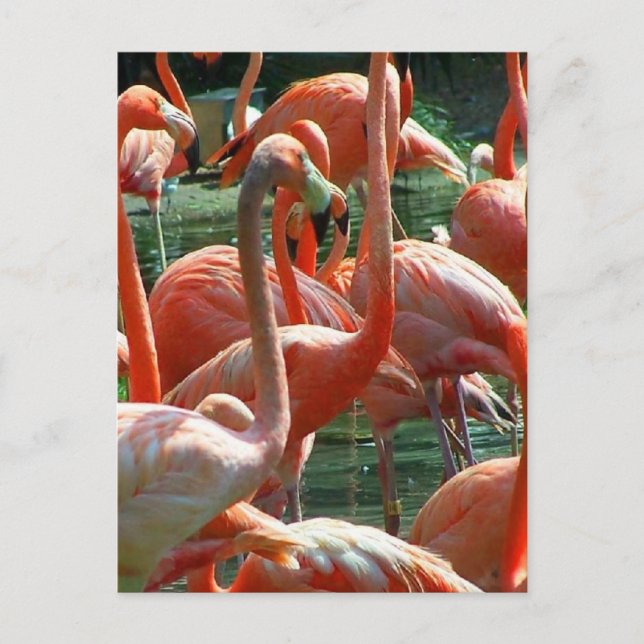 Carte Postale Groupe de flamants roses, image de beaucoup de fla (Devant)