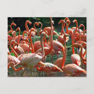 Carte Postale Groupe de Flamants roses roses, beaucoup de flaman