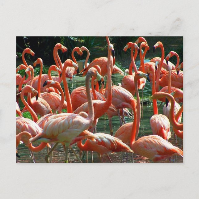 Carte Postale Groupe de Flamants roses roses, beaucoup de flaman (Devant)