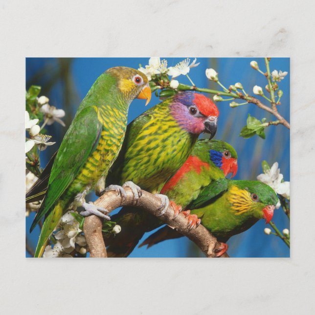 Carte Postale Groupe de Histoires (Devant)