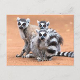 Carte Postale Groupe de lémuriens à queue annelée